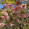 美の山（蓑山）公園登山で花見＆羊山公園の芝桜で桜祭りツアー！